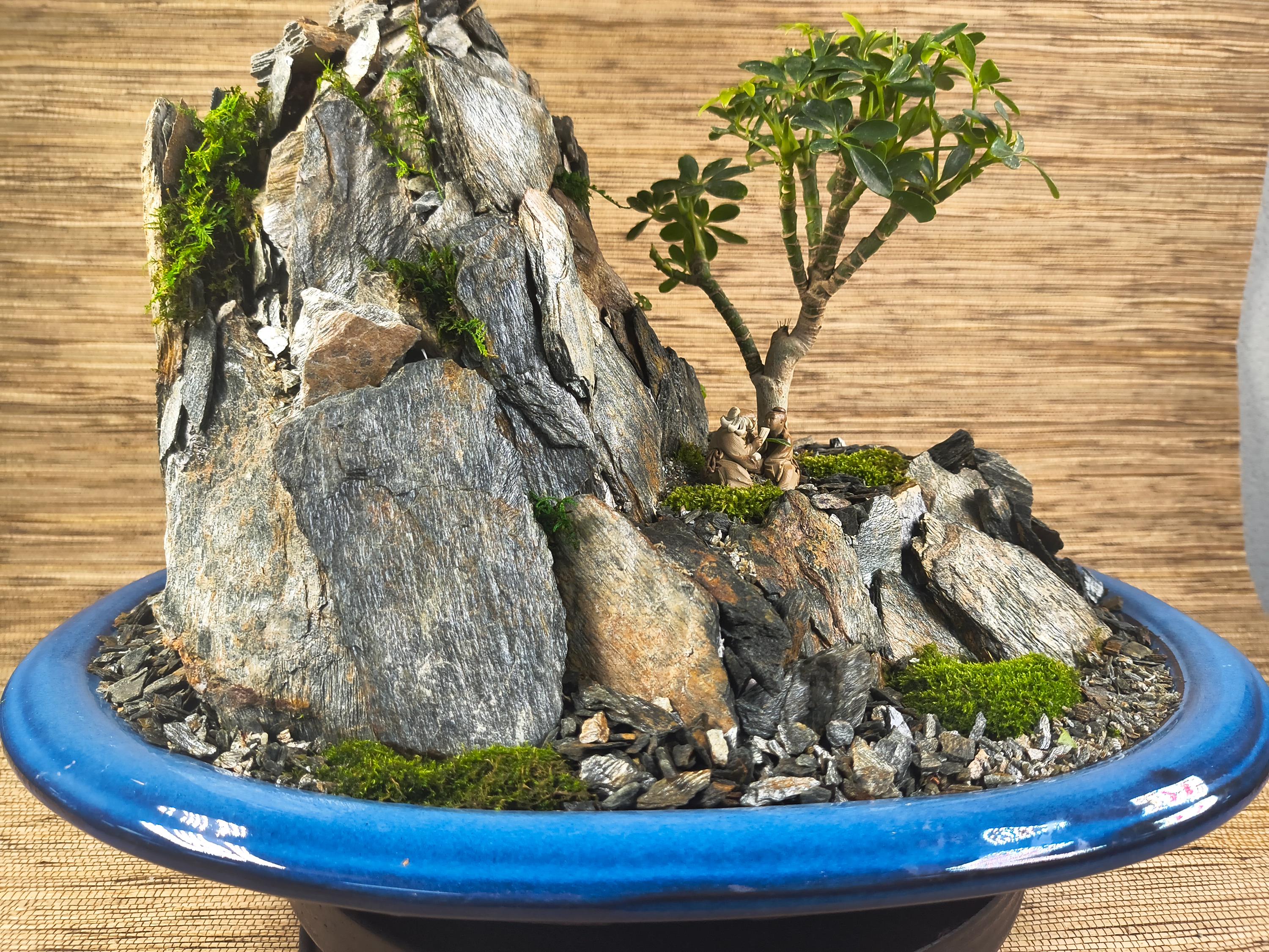 盆栽 中型 BONSAI ⭕️ 鉢ごと発送 鉢 糸魚川真柏を接ぎ 北海道産の山取り素材に 中型サイズ・糸魚川真柏】 挿木糸魚川 送料無料 インテリア 盆栽