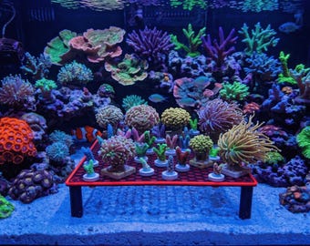 Coral Axis Hex Frag Rack (XL)