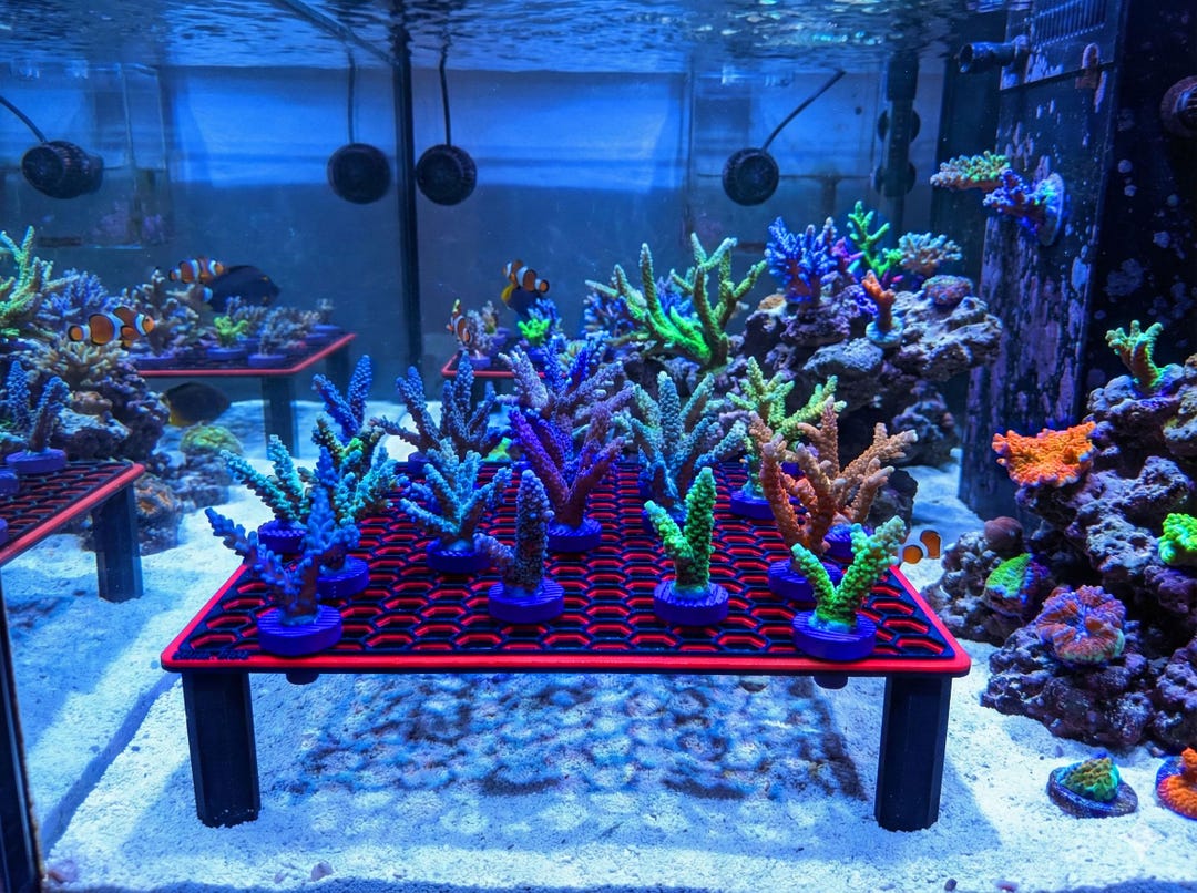 Coral Axis Hex Frag Rack (large) - Etsy
