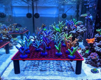 Coral Axis hex fragmentenrek (groot)