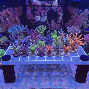May include: A vibrant aquarium scene featuring a variety of colorful coral formations. The corals, in shades of purple, green, orange, and blue, are arranged on a white grid-like structure. The aquarium is illuminated with blue light.