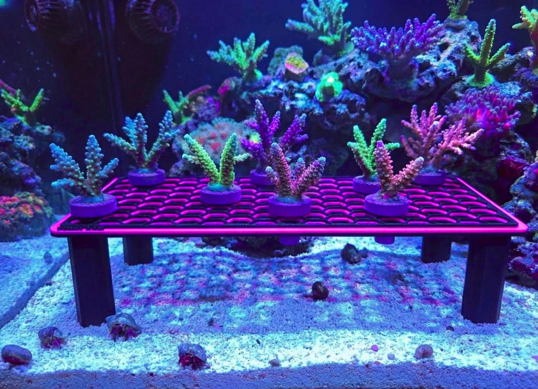 Coral Axis Hex Frag Rack (medium) - Etsy