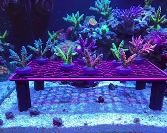 Porte-fragments hexagonal Coral Axis (moyen)