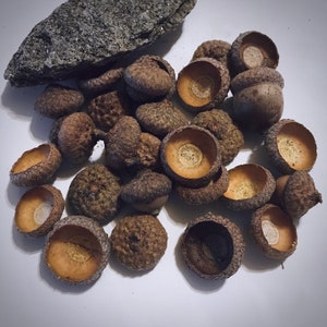 Acorn Caps - Set Of 25 - Craft Supply -  Natural Acorn Caps - Acorn Caps Small To Medium - Free Shipping- Made To Order