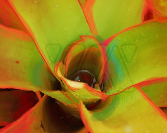 Orange and Green Bromeliad Print - Available on paper, canvas, or metal