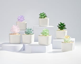 May include: An assortment of small, colorful succulent plants in square white pots. The succulents are various shades of green, purple, pink, and yellow. The pots are arranged on white platforms, creating a minimalist display.