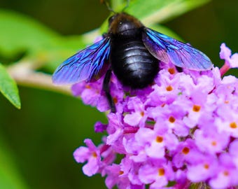Abeille Charpentière - 1000 Piece Jigsaw Puzzle