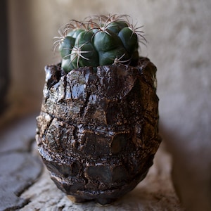 Può includere: Un piccolo vaso in ceramica marrone scuro testurizzato con una finitura lucida e una superficie ruvida e screpolata. Il vaso contiene un cactus rotondo verde scuro con spine sottili e affilate che sporgono dal corpo globoso segmentato.