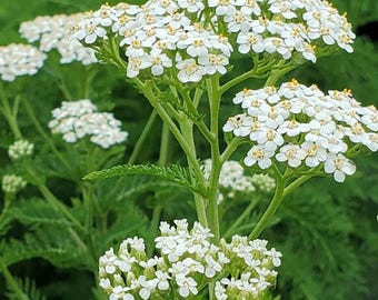 Common Yarrow Plant – Perennial Herb for Medicinal & Culinary Use - 2 Live plants