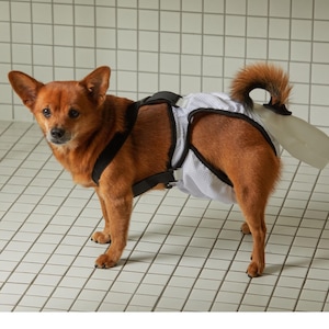 Pode incluir: Um cão pequeno e castanho usando uma coleira preta e uma fralda de malha branca. O cão está em pé em um chão ladrilhado, com uma parede ladrilhada branca e cinza ao fundo. A cauda do cão está enrolada e ele está olhando para a câmera.