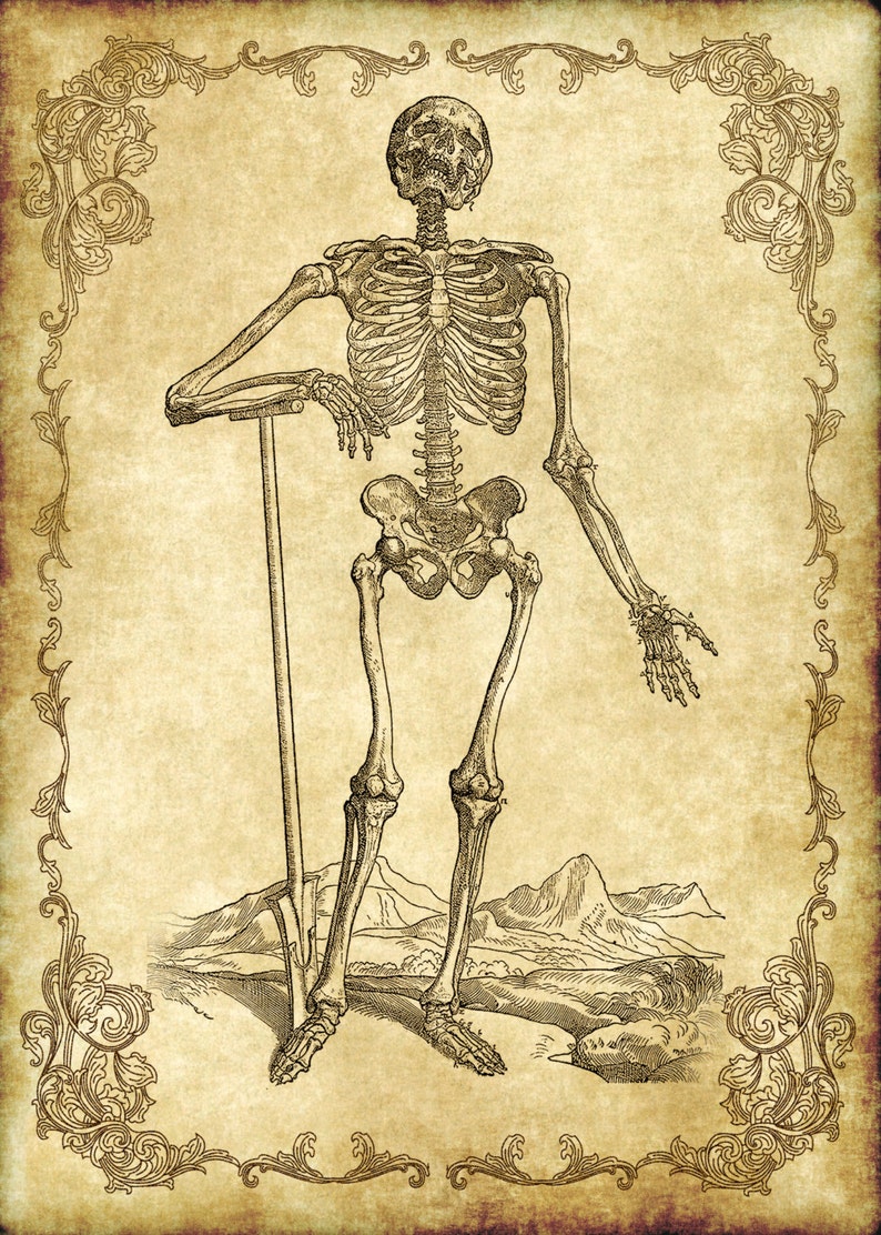 Victorian Goth Steampunk Antique Anatomy Skeleton 5x7 Inch Single Digital Image Instant Download, Printable, Digital Download image 1