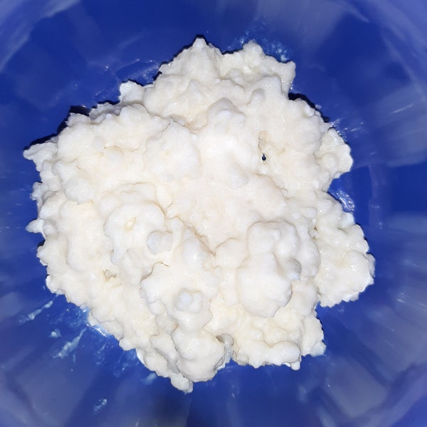 Water Kefir Grains Etsy