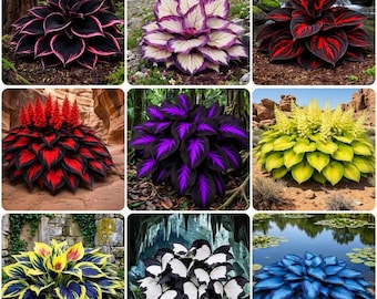 Mixed Hosta Seeds - 800 Seeds, Rare Variegated Foliage, Perennial Shade Garden Plants, Easy to Grow Ground Cover, Unique Garden Gift
