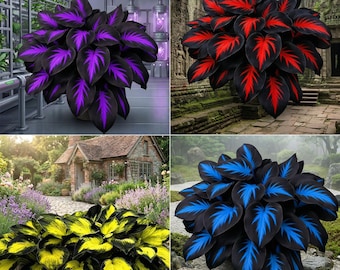 Mixed Hosta seeds—a rare, shade-tolerant perennial flower, a non-GMO heirloom variety, suitable for garden planting.