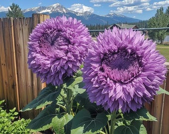 50 Purple Giant Teddy Bear Sunflower Seeds | Enchanting Fluffy Blooms | Easy to Grow