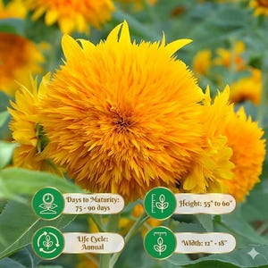 Dwarf Teddy Bear Sunflower Seeds | Heirloom Non-GMO | Attracts Pollinators | 25 Seeds image 2