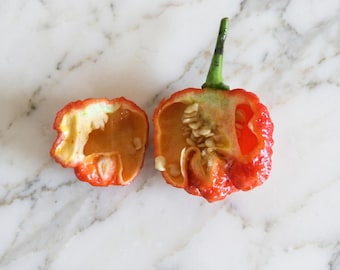 Dragon's Breath Chili Pepper Seeds | 10 Seeds | Extreme Heat | World-Record Contender
