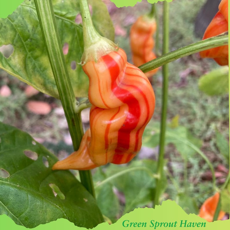 May include: A close-up shot of an orange pepper with striking red stripes, growing on a green stem with leaves. The pepper's unusual shape and texture are highlighted. The background is blurred, focusing attention on the pepper.