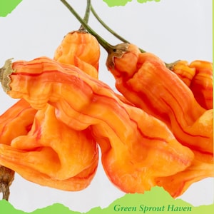 May include: Close-up of several orange peppers with red stripes. The peppers have a unique, wrinkled shape and are attached to green stems. The text "Green Sprout Haven" is visible in the bottom right corner.