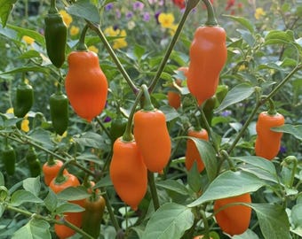 25+ Mango Pepper Seeds - Sweet Fruity Heat, Organic, USA Grown