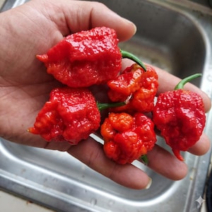 May include: Five bright red chili peppers with a highly textured, bumpy, and wrinkled skin surface. Each pepper features a small, thin green stem attached at the top. The peppers have an irregular, rounded shape with pointed tips.
