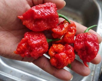 7 Pot Primo Super Hot Pepper Seeds | 10+ Seeds | Extreme Heat with Signature Tail