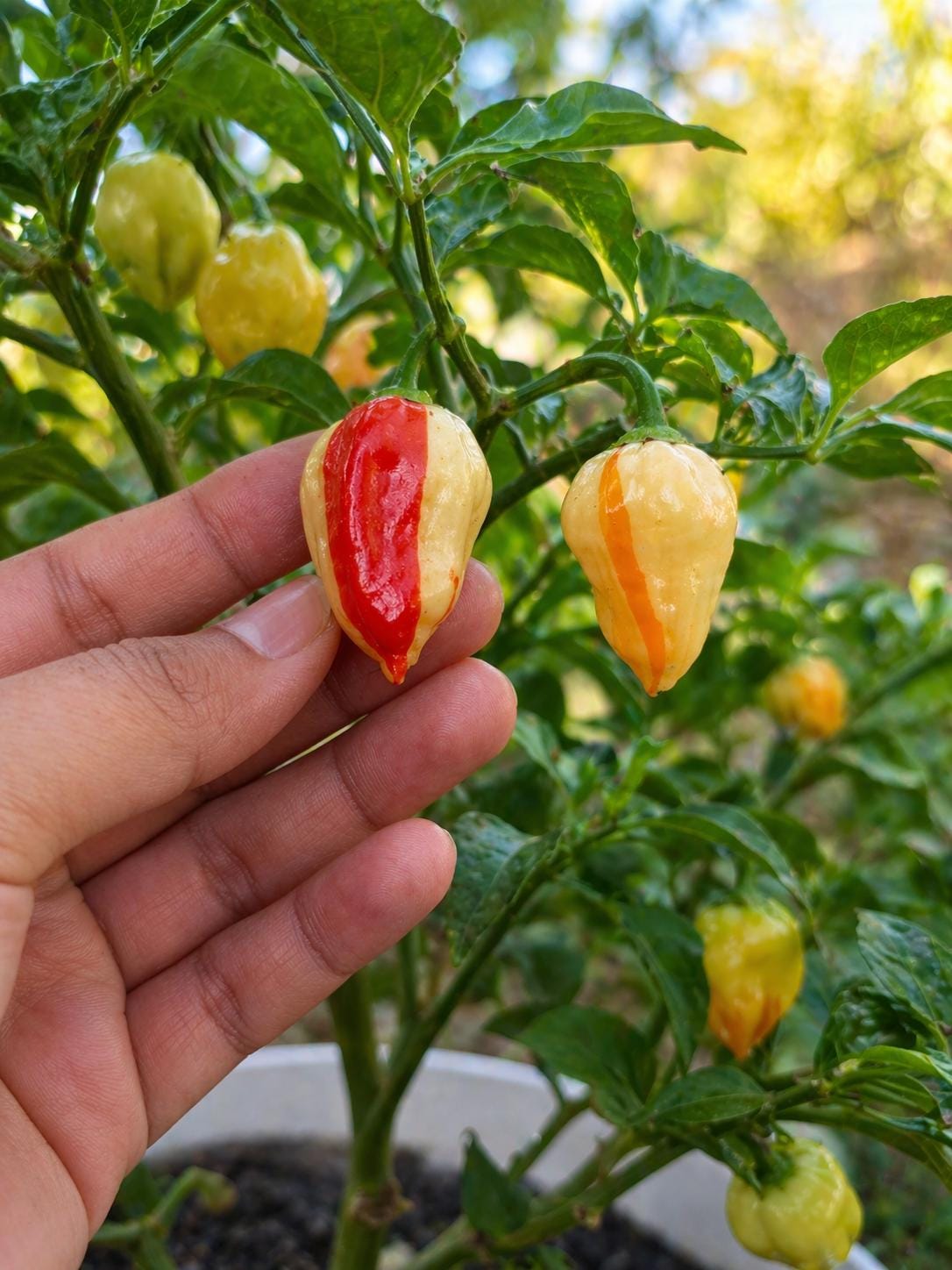 Red Hot Chili Peppa - Etsy
