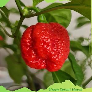 May include: A close-up of a bright red Carolina Reaper pepper, showcasing its bumpy texture and irregular shape. The pepper is attached to a green stem, with green leaves in the background. The text "Green Sprout Haven" is at the bottom.