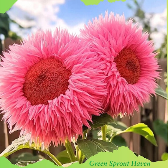 50 Pink Teddy Bear Sunflower Seeds - Fluffy Double Bloom Giant Flower Seeds USA