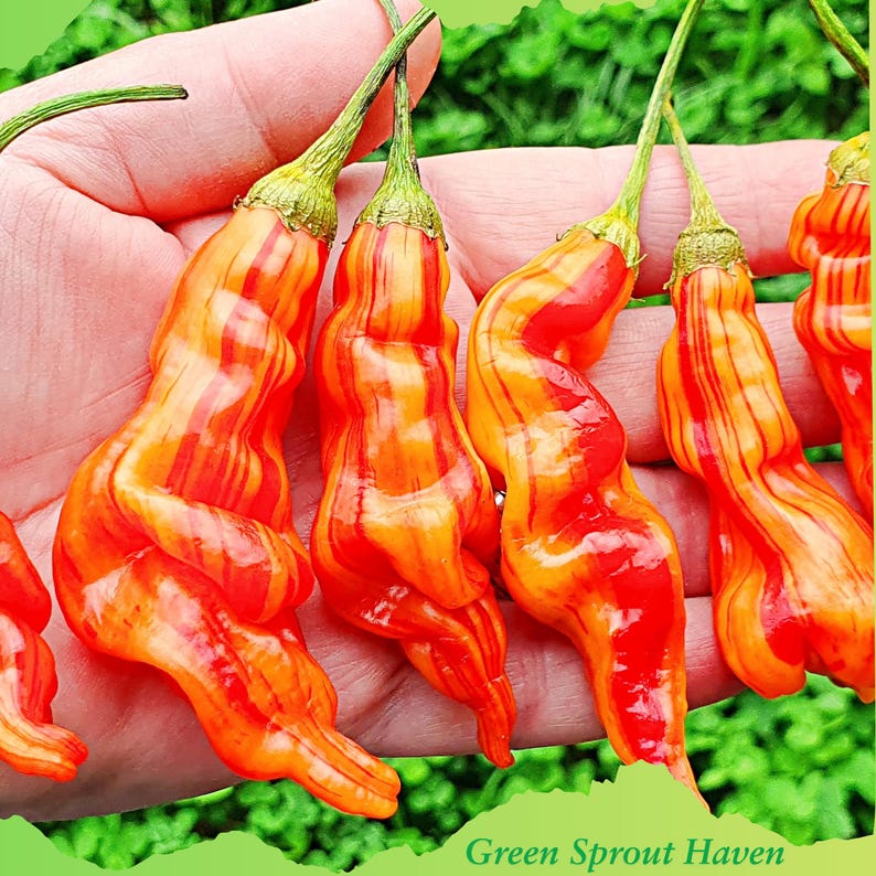 May include: Close-up of several orange and red peppers with a striped pattern. The peppers have a twisted shape and green stems. The text "Green Sprout Haven" is visible at the bottom of the image.