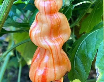 Peut inclure: Un piment orange unique avec des rayures rouges, de forme empilée et bulbeuse, présenté sur un fond de feuilles vertes. Le texte "Green Sprout Haven" est visible en bas de l'image. Un spécimen de piment inhabituel.