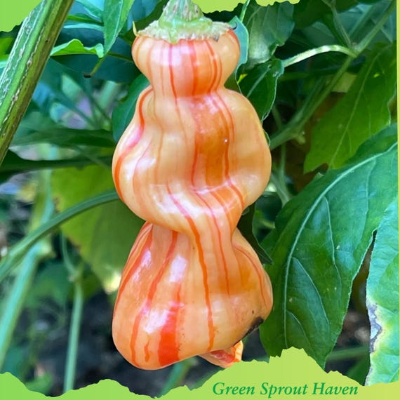12 Sugar Rush Stripey Pepper Seeds - Rare Striped Heirloom Hot Pepper