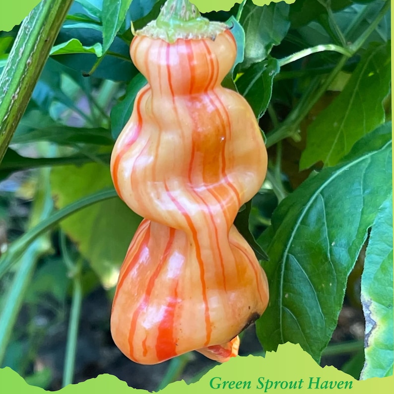 May include: An unusual orange pepper with red stripes, displayed against green foliage. The pepper's shape is stacked and bulbous. The image includes the text "Green Sprout Haven" at the bottom. The pepper is a unique specimen.