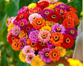 950 California Giant Zinnia Seeds - Tall Cut Flower Garden Mix, Heirloom Non-GMO
