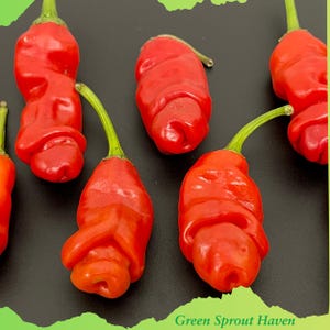 70+ Peter Pepper Heirloom Seeds - Novelty Shape Natural USA Grown