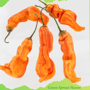 May include: Close-up of several orange peppers with red stripes and green stems. The peppers have a wrinkled texture and are arranged against a white background. The text "Green Sprout Haven" is at the bottom.