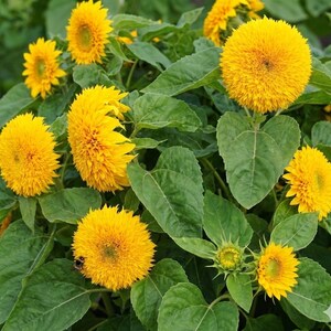 Dwarf Teddy Bear Sunflower Seeds | Heirloom Non-GMO | Attracts Pollinators | 25 Seeds image 4
