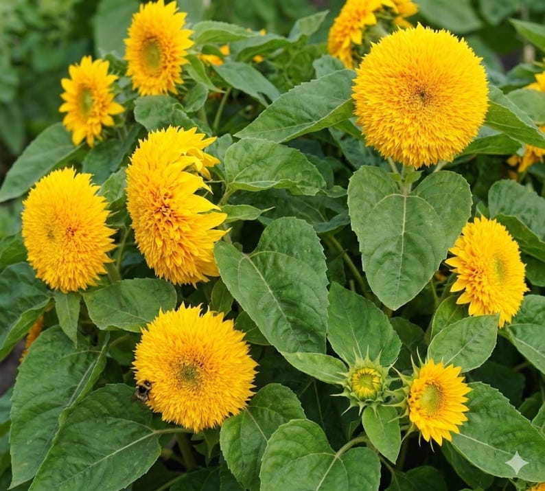 Dwarf Teddy Bear Sunflower Seeds | Heirloom Non-GMO | Attracts Pollinators | 25 Seeds image 4