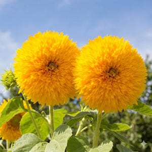 Dwarf Teddy Bear Sunflower Seeds | Heirloom Non-GMO | Attracts Pollinators | 25 Seeds image 1