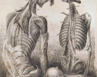 Antique Anatomy Print, Vintage Human Biology Illustration, A4 Photo