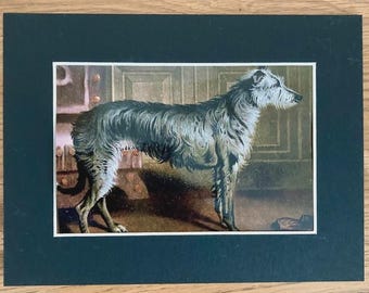Deerhound Spey Antique Dog Reproduction Print in a 8x6" Mount