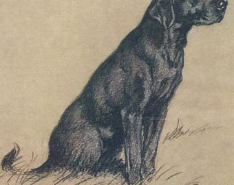 Vintage Labrador Dog Art Print – Cecil Aldin A4 & A5