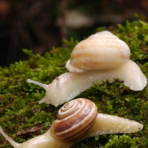 Puede incluir: Primer plano de varios caracoles sobre un lecho de musgo verde. Los caracoles tienen cuerpos de color claro y conchas con patrones en espiral marrones y blancos. El musgo es de un verde vibrante, creando una escena natural y terrosa.