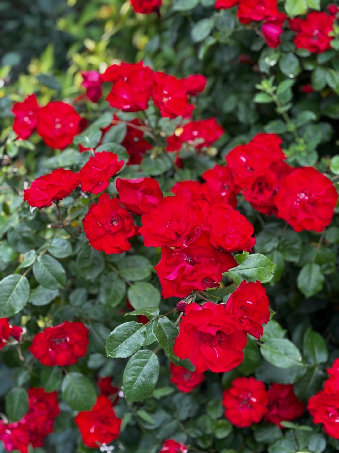 Red Roses Bloom -printable Floral Wall Art | Nature Photography ...