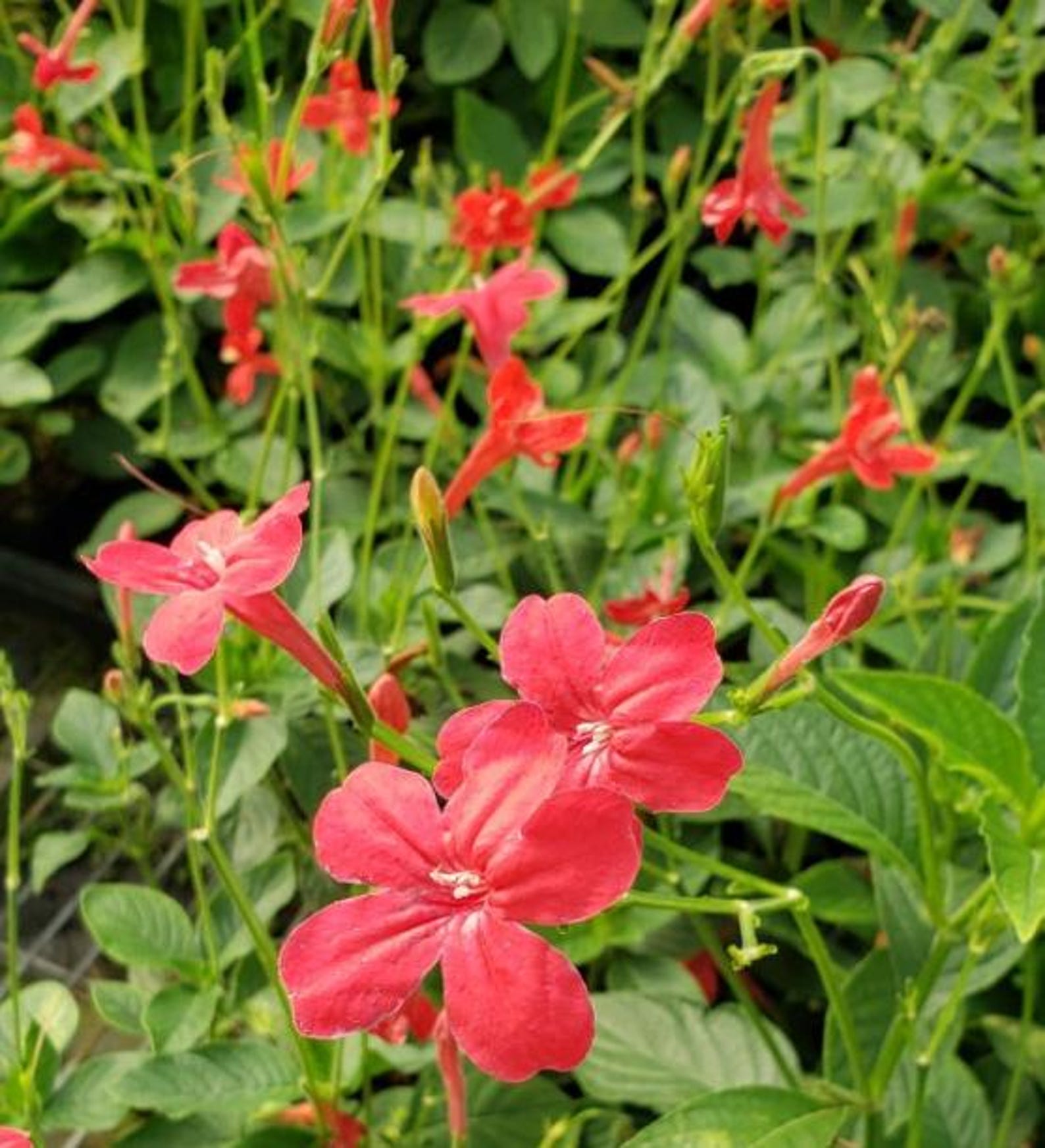Set 2 Brazilian Red Ruellia Live Plants, Red Ruellia Flower Plants ...
