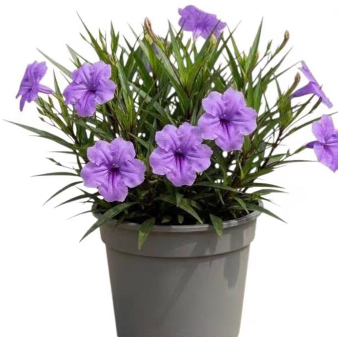 Set 2 Katie's Dwarf Blue Ruellia Live Plants, Purple Katie's Dwarf ...