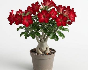 Red Desert Rose Plant Live for Planting, Desert Rose Plant Adenium Desert Rose Plant for Home Garden 4 to 6 Inch Tall