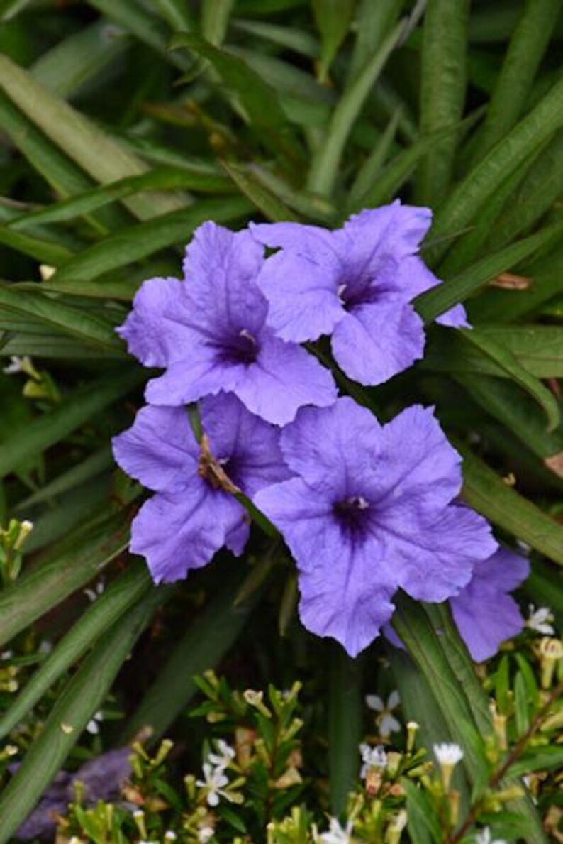Set 2 Katie's Dwarf Blue Ruellia Live Plants, Purple Katie's Dwarf ...
