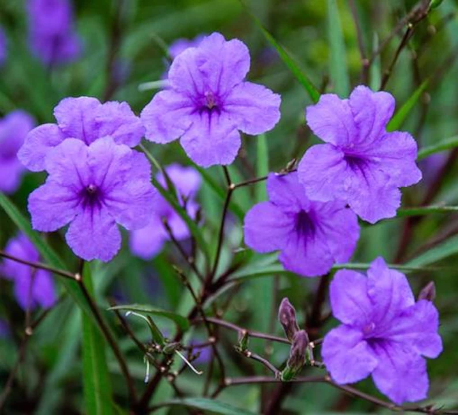 Set 2 Katie's Dwarf Blue Ruellia Live Plants, Purple Katie's Dwarf ...