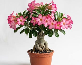 Pink Desert Rose Plant Live for Planting, Adenium Obesum Plant for Home Garden 4 to 6 Inch Tall - Dormant in Winter